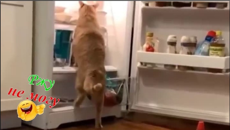 ? - Самые милые животные всех времен... смотреть онлайн