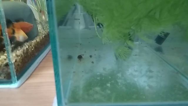 Кормление малька анциструса свежими огурцами. Неожиданный сюрприз в траве... смотреть онлайн