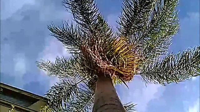 tree #7 revisited - Palm Tree смотреть онлайн