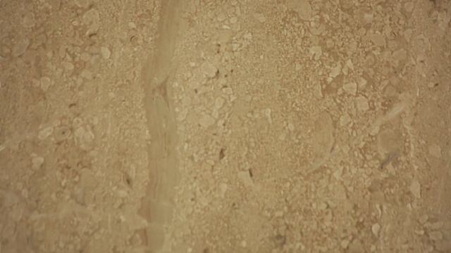 Mayolica Daino Reale - в официальном магазине "Планета Плитки" смотреть онлайн