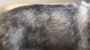 Стриппинг тримминг для цвергшнауцера