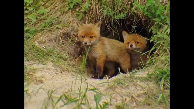 Люди будьте добрее к животным.mpg смотреть онлайн