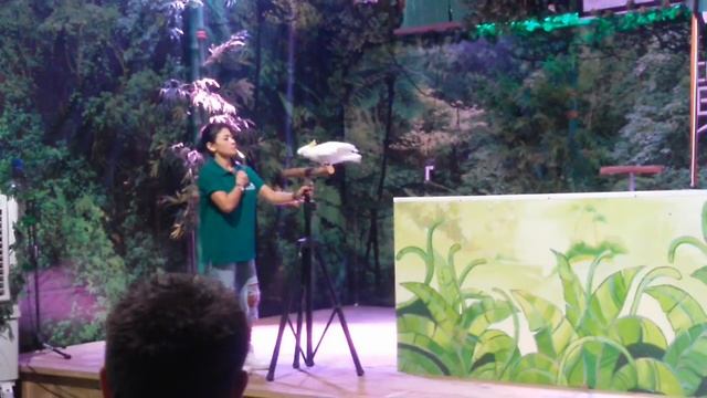 bird show at dubai dolphinarium смотреть онлайн