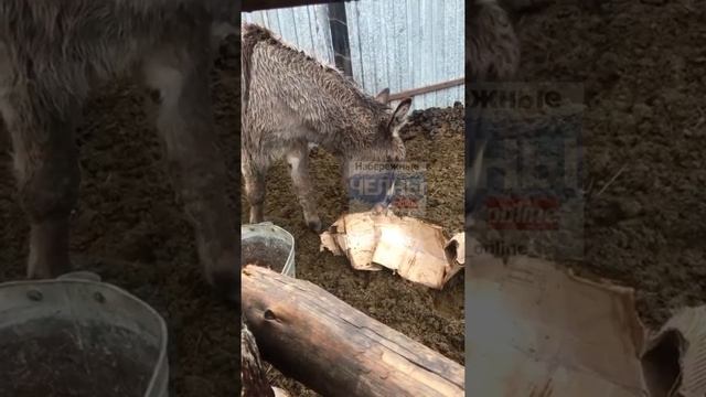 Состояние некоторых жителей зоопарка в Набережных. Челнах. смотреть онлайн