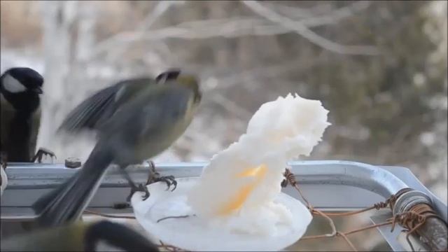 Поярково Как синички ели зимой сало топлёное ! 2016г. смотреть онлайн