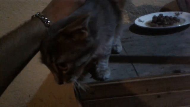 Котенок не ест еду смотреть онлайн