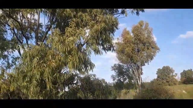 ЦВЕТУЩИЕ ПОЛЯ НЕГЕВА.ИЗРАИЛЬ.14 ФЕВРАЛЯ .2021.ВЛАДИМИР ВЫСОЦКИЙ.БАЛЛАДА О ЛЮБВИ смотреть онлайн