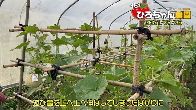 大失敗した【ころたん】（メロン）の成功の秘訣を伝授してもらいました【メロン】【コロタン】【高知】 смотреть онлайн