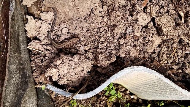 Ящерица охотится на пауков смотреть онлайн