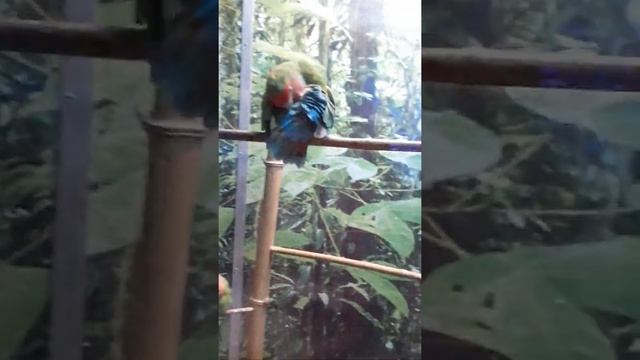 Попугай неразлучник чешется смотреть онлайн