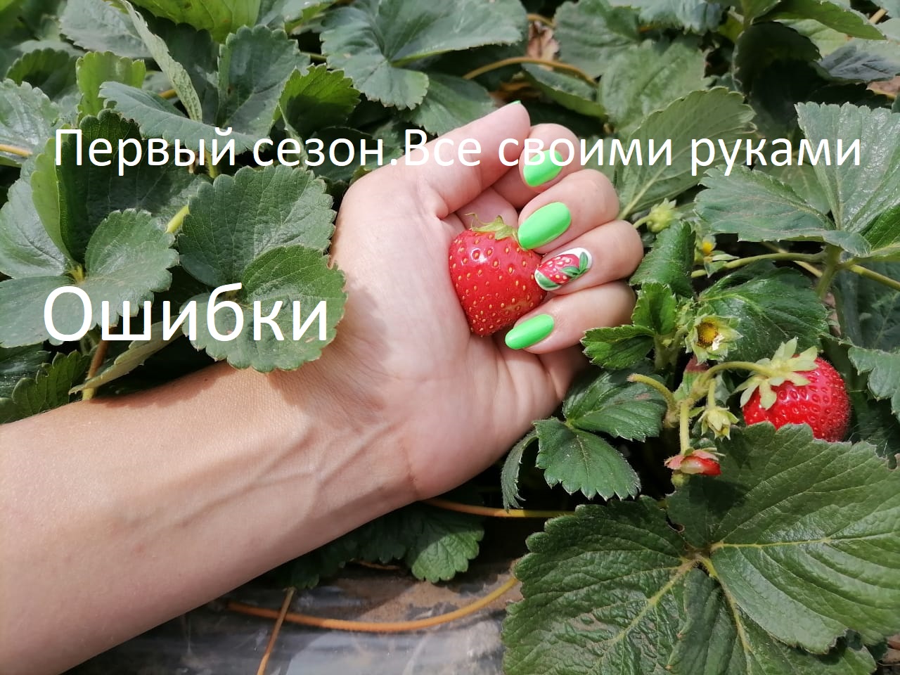 Осенняя клубника