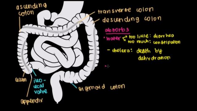 Colon, rectum, and anus | Gastrointestinal system physiology | NCLEX-RN | Khan Academy смотреть онлайн