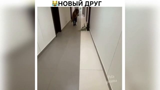 ЛУЧШИЕ ЖИВОТНЫЕ ВИДЕО НЕДЕЛИ! Забавные и милые животные смотреть онлайн