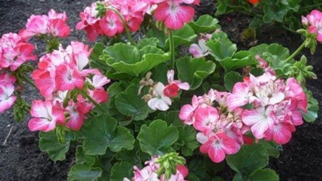 Срочно ПОЛЕЙТЕ этим ГЕРАНЬ/ПЕЛАРГОНИЮ, чтобы листики НЕ ЖЕЛТЕЛИ и даже слабый цветок оживал смотреть онлайн