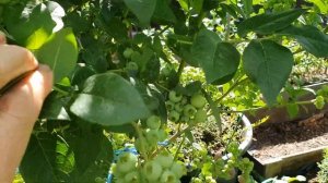 ранний сорт голубики в моем саду сорт Эрли Блю.