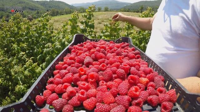 КАК И ЧЕМ Подкормить МАЛИНУ Во Время Плодоношения? смотреть онлайн