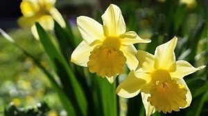 Sergey Rachmaninov - Rhapsody On A Theme Of Paganini Op. 43 Var. 18 - С.Рахманинов - Рапсодия