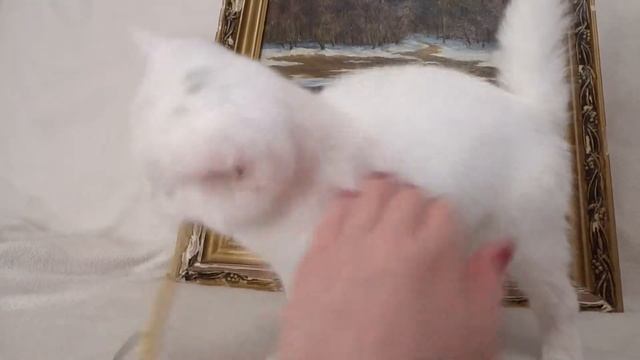 White Odd Eyed Exotic Shorthair Kitten For Sale  Белый разноглазый экзот котенок, продаю