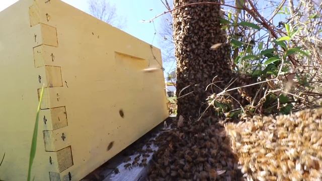 It’s SWARM Season!!! Let the Games BEGIN ? смотреть онлайн