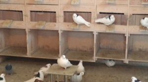 Пермские высоколетные голуби