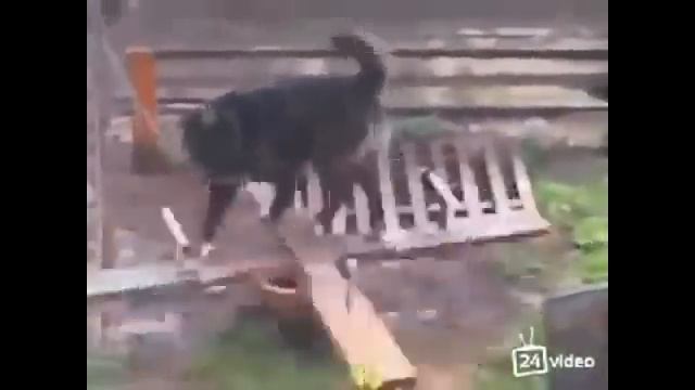 Это действительно - чудо! Пес развлекается. смотреть онлайн