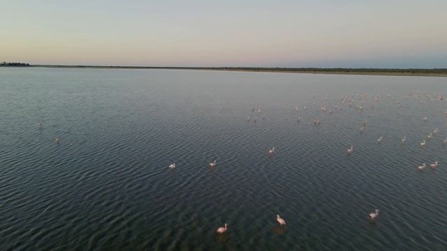 Flamencos en Santa Fe!!! смотреть онлайн