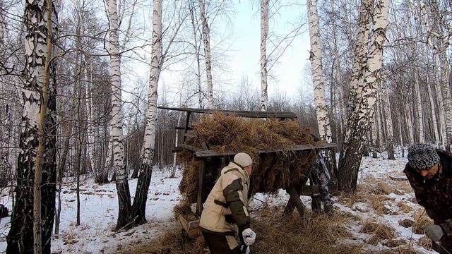 Кормим животных. Зимняя подкормка косули в лесу. смотреть онлайн