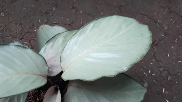 Jual Tanaman Calathea Silver Plate смотреть онлайн