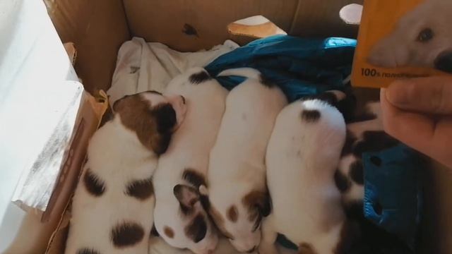 Щенки породы Джек Рассела | Как правильно мыть щенков | Кормление щенков | Уборка за щенками смотреть онлайн