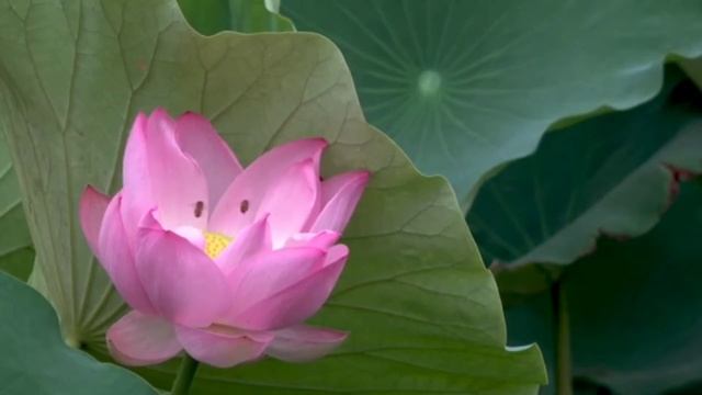 ?Significado del tatuaje ?Significado del tatuaje flor de loto смотреть онлайн