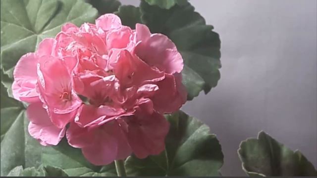 Jyvaskyla. Зональная пеларгония Цветочного Городка смотреть онлайн