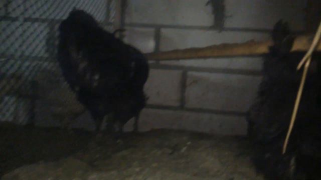 Куры не несутся. Цыплята. Перепела.03.03.2019. смотреть онлайн