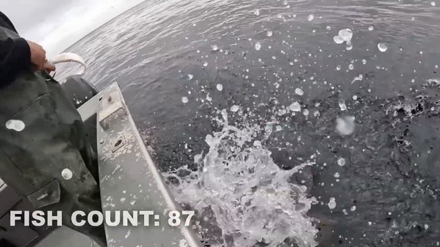 Catching 1200 lbs (544 kg) of Fish and Exploring a WWII Battlefield!!! смотреть онлайн