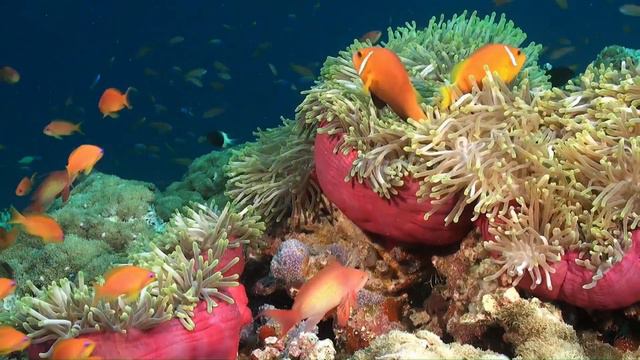 FEELING STRESSED OUT? Computer or TV screen for incredible relaxation смотреть онлайн