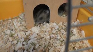 Джунгарские хомяки - разведение