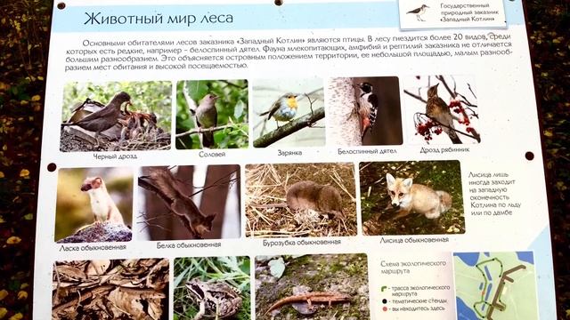 Заповедная тропа Здоровья в Кронштадте 2020 смотреть онлайн