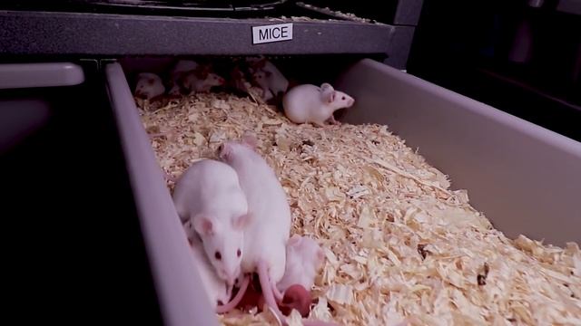 Feeding Ball Python Hatchlings (First Time After Hatching)! смотреть онлайн