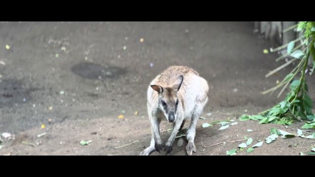 EPISODE 05 | ВЛОГ С БАЛИ, СПОТЫ УЛУВАТУ, ЗООПАРК, ЗАКАТЫ смотреть онлайн