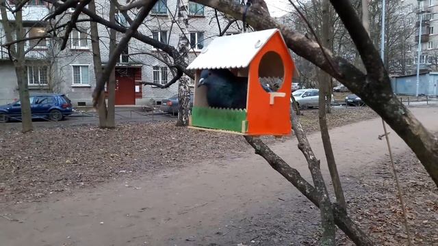 Кормушка для птиц с голубем