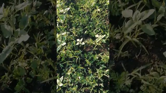 Три дні після обробітку Евролайтінгом по соняшнику, як працює гербіцид... смотреть онлайн