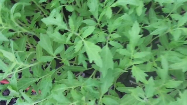 КАК ЖЕ ХОРОШИ ЭТИ СИБИРСКИЕ СОРТА ТОМАТОВ В РАССАДЕ! Ольга Чернова. смотреть онлайн