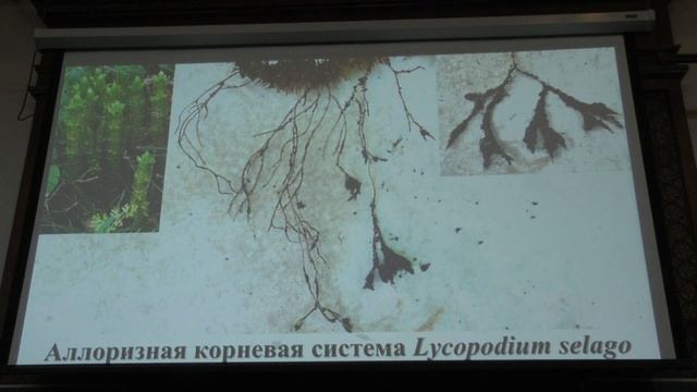 Зернов А. С. - Высшие растения - Строение, заложение корня смотреть онлайн