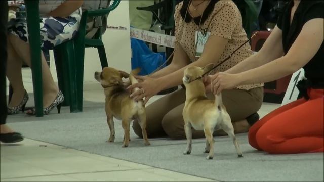 BELYE NOCHI-2 DOG SHOW CACIB FCI CHIHUAHUA (smooth-haired) 24.06.2012.wmv смотреть онлайн