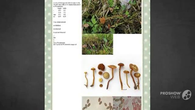 Galerina jaapii - fungi kingdom смотреть онлайн