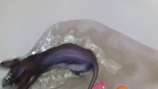 купать сфинкса смотреть онлайн