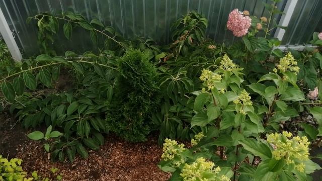 7 СОРТОВ РОЗ. NEW. смотреть онлайн