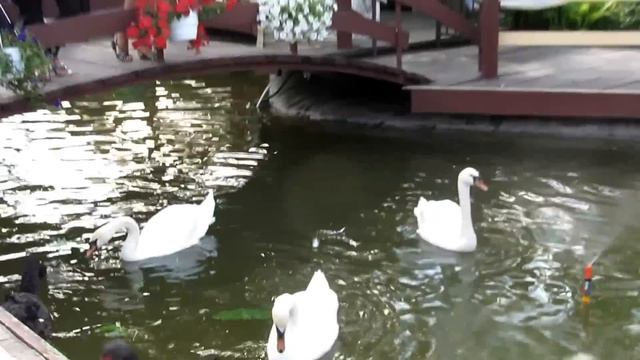в любимом загородном комплексе "Чабаны" смотреть онлайн