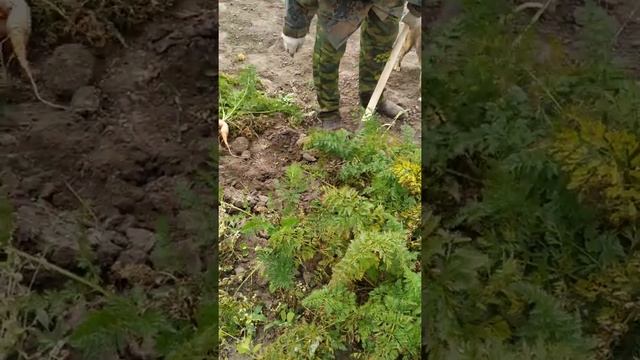 Вот это моркови 2019 смотреть онлайн