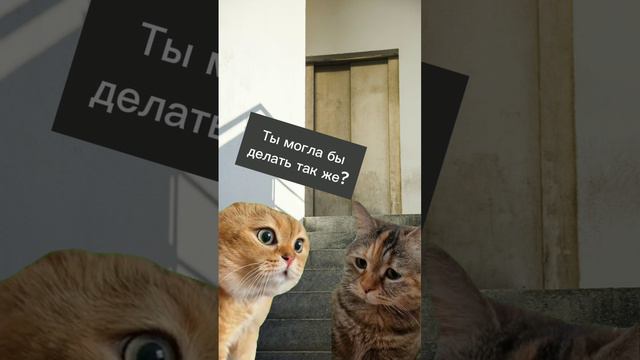 смешные котики 🐈 #funnyvideos2024 #мем #cats #котик #кот #шортсвидео #котики #catsvideo #юмор смотреть онлайн