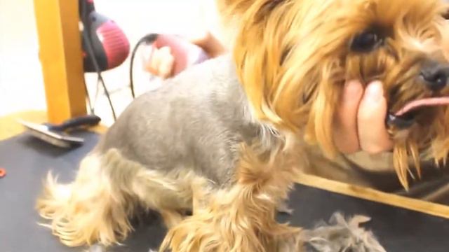 Груминг (стрижка) йоркширского терьера смотреть онлайн
